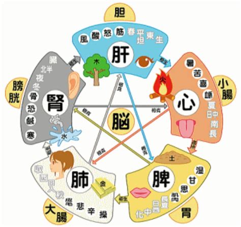 いんとよう|「陰陽五行」とは？漢方の基礎知識 